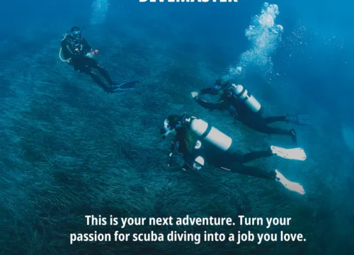 PADI Divemaster Course in Hurghada | Muji Tour