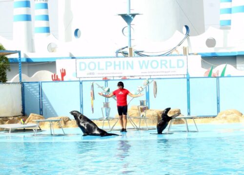 🐬 Dolphin Show in Makadi Bay | Dolphin World – Muji Tour