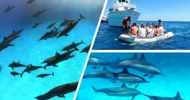 🐬 Premium Dolphin House Samadai from Hurghada | Dolphin Watching & Snorkeling – Muji Tour