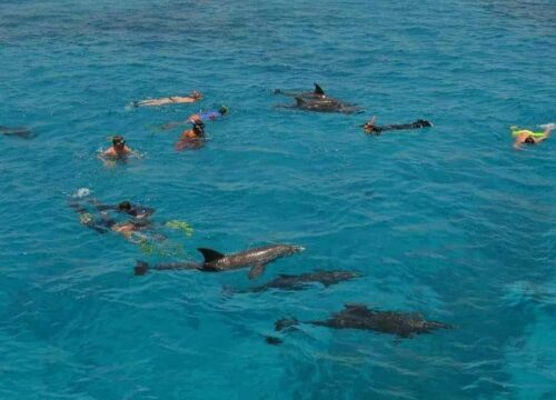 Dolphin House VIP & Diving from Hurghada | Swim with Dolphins, Snorkeling & Scuba – Muji Tour