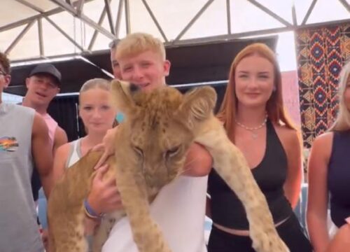 Lion Photography Experience in Hurghada | Desert Lion Zoo & Wildlife Park – Muji Tour