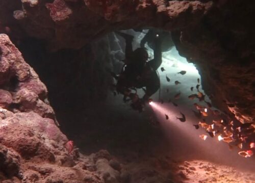 Luxury Dolphin & Cave Diving in Marsa Alam | Swim with Dolphins – Muji Tour