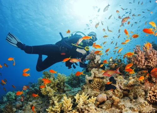 Daily Diving Packages Price List (1 to 10 Days)