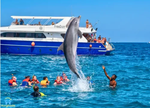 Dolphin House Hurghada | Swim with Dolphins & Snorkeling – Muji Tour